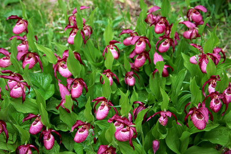 The buds of the lady's slipper are mosaically among the greenery of leaves and grass. Spring backyard.の写真素材