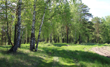 Green forest in springtime. Some birch trees near the road.の写真素材
