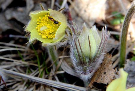 The lovely snowdrop is one of the first flowers to appear in the springの写真素材
