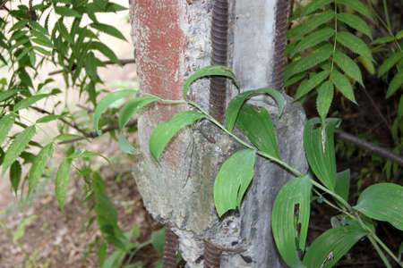 Reinforced concrete pile among bushes and grasses.の写真素材