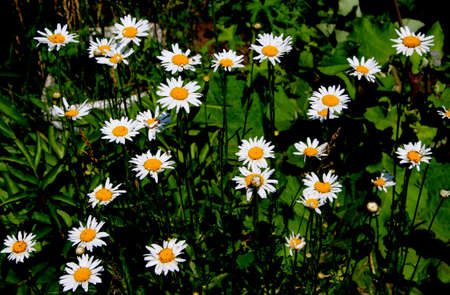 A bed of daisies in close-up. Summer is the time of flowering.の写真素材