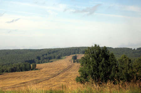 A dirt road cuts through a brownfield and is lost in the green of tree crowns. Autumn landscape.の写真素材