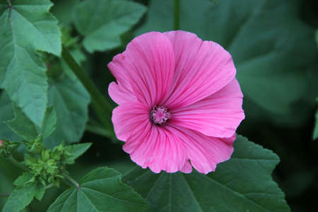 Top view of a lovely pink open flower bud.の写真素材