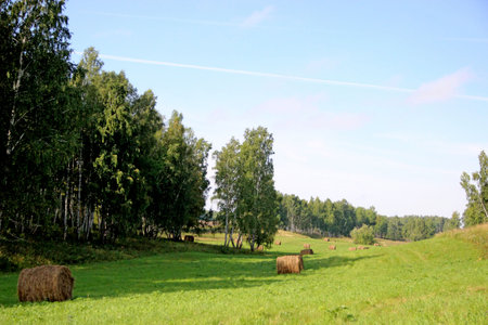 A picturesque view - rolls of hay in the field between the islands of birch groves.の写真素材