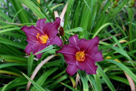 Two bright purple buds with golden colored cores. View from above.の写真素材