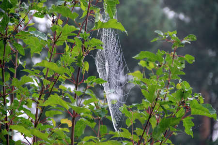 Amazing view of a cobwebs on the branches of bushes.の写真素材