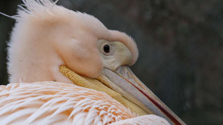 Pelican headの素材