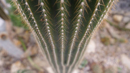 Cactus detailの素材