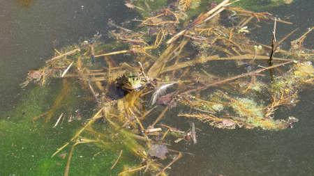 Frog in water