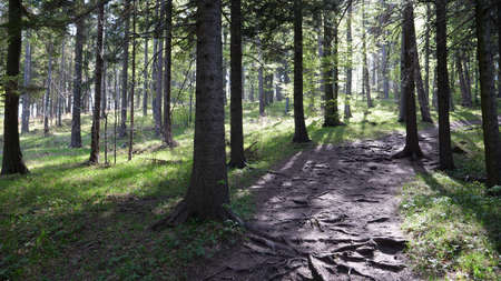 Hohe Wand forest Austria