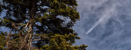 Tree and planeの素材