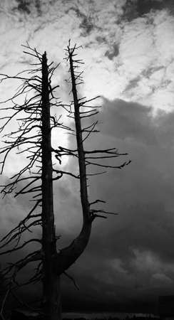 Dry tree black and whiteの素材