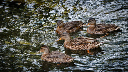 Four beautiful ducks floats on the water surface
