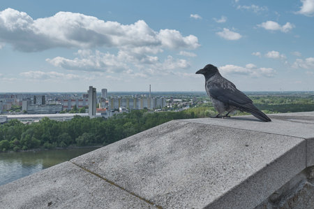 A black raven on a concrete wall enjoys views of the cityの写真素材
