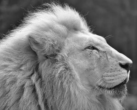 Portrait of a lion from the side in black and whiteの写真素材