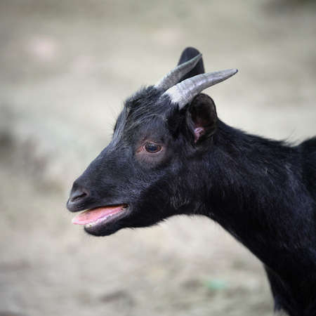 Portrait of a black goat with his tongue outの写真素材