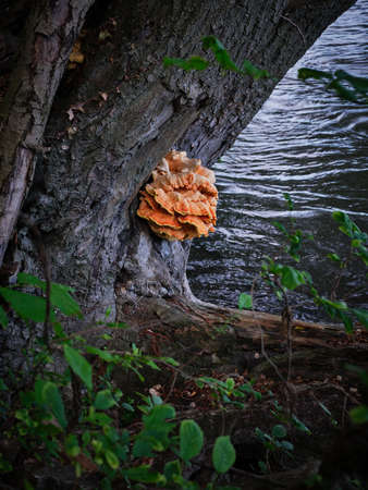 A large orange mushroom on a tree trunk outdoorsの写真素材
