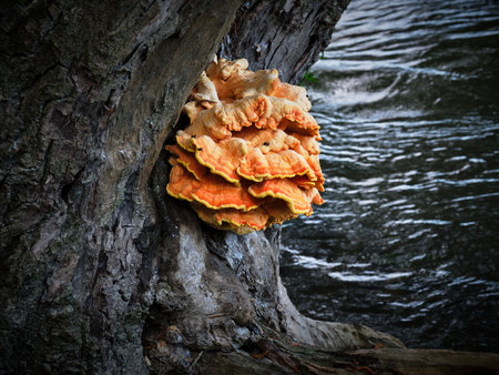A large orange mushroom on a tree trunk outdoorsの写真素材