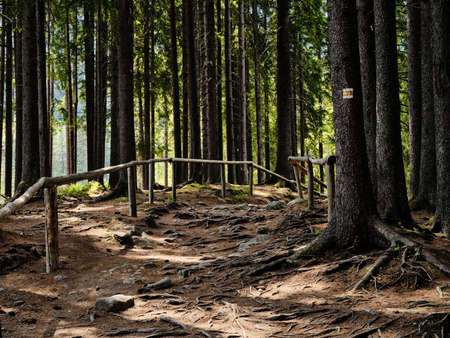 A hiking trail with a wooden railing in a coniferous forest