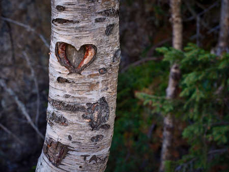 A heart carved into a birch trunk in the forestの写真素材