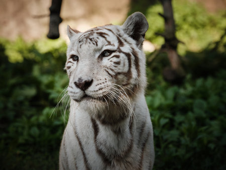 White tiger portrait outdoorsの写真素材
