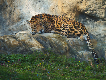 A jaguar relaxes on a rock during the dayの写真素材