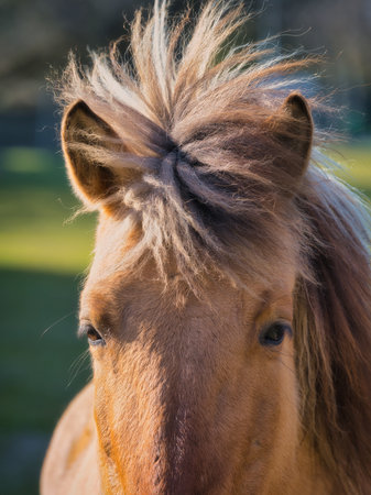 Horse front portrait outdoors close upの写真素材