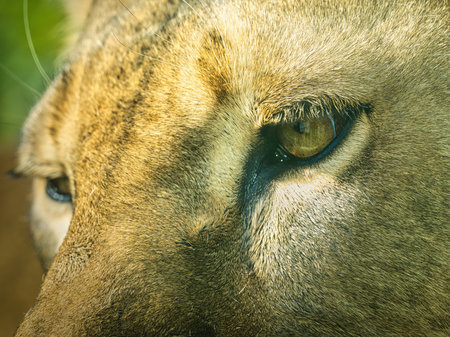 Eye of the lioness outdoorsの写真素材