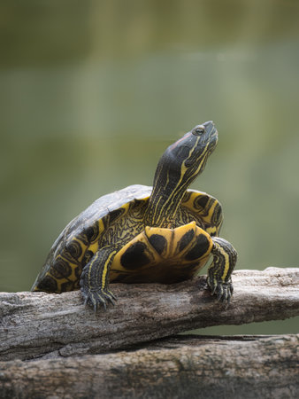 A turtle stretches its neck on dry wood