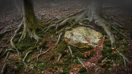 The trunks of two trees in the forest surrounding a piece of rock in the ground with their rootsの写真素材