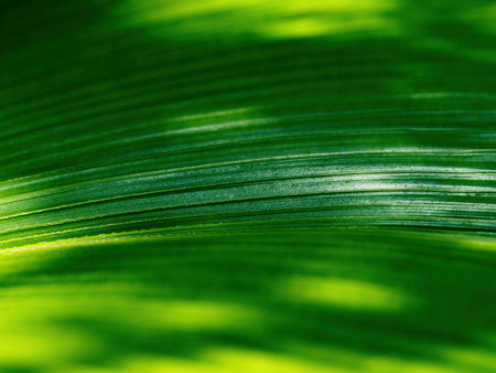 Big green leaf structure lines texture