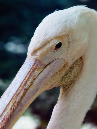 Side portrait of a pelican close upの写真素材