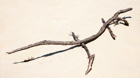A wooden twig from a tree on the sand in the shape of a lizardの写真素材