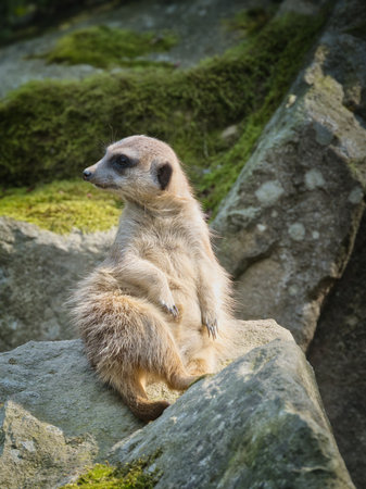A meerkat basks in the sun on a rockの写真素材