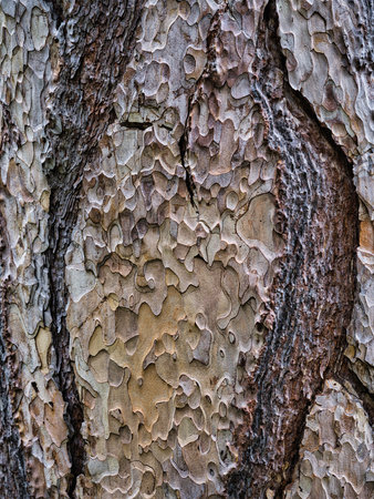 Detail of the structure of brown tree bark, texture, backgroundの写真素材