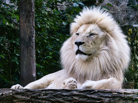 White lion resting outdoors in natureの写真素材