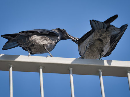 Two ravens are feeding each otherの写真素材