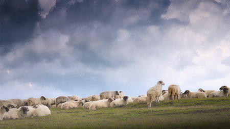A flock of sheep resting on a green meadow under a blue sky, Romania