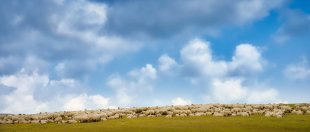 Sheep Flock on a Mountain Meadow near Transalpina, Romaniaの写真素材