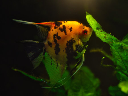Colorful freshwater angelfish swimming among green aquatic plants in an aquarium