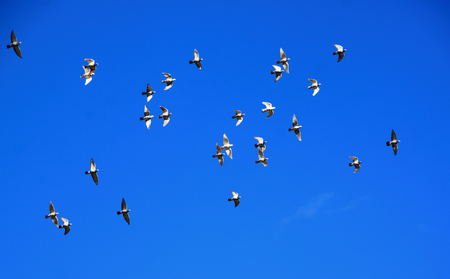 Wild gooseの写真素材
