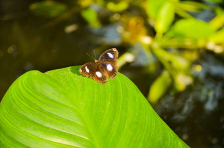 Butterfly on fern plant