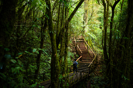 walkway in forest
