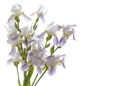 Delicate lilac iris on a white background. Flowers for the belovedの写真素材