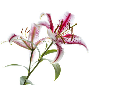 Red and white lily on a white background. Space for text.の写真素材