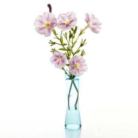 Petunias in a vase on a white background. Bouquet for the holiday.の写真素材