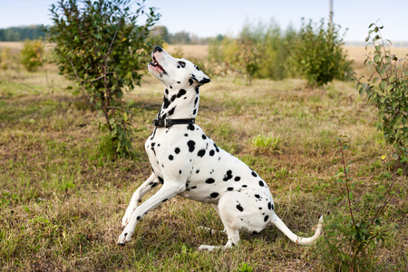 White dog with black spots playing on the lawn.の写真素材