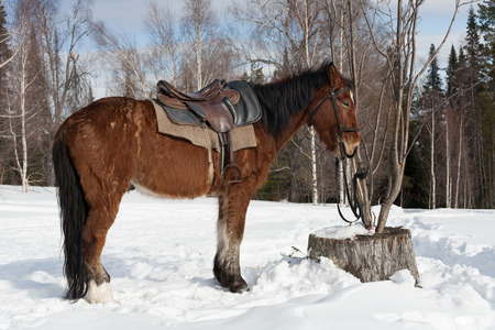 Harnessed horse standing near the house and waiting for the owner.の写真素材