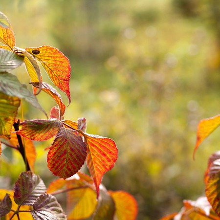 Autumn background with colorful leaves. Space for text.の写真素材