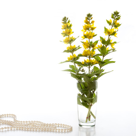 Loosestrife in a clear vase on a white background.の写真素材